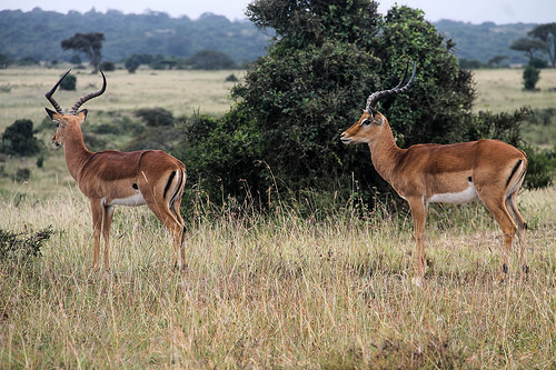 Best Safari in Tanzania